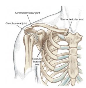 Shoulder anatomy illustration for Elite Sports Performance & Physical Therapy sports therapy

