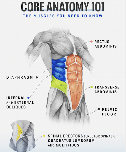 Core Muscle Components The Importance of Building a Strong Core | Elite Sports Performance ...